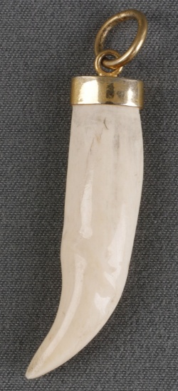 9K GOLD MOUNT BEAR TOOTH PENDANT