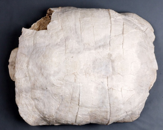 MASSIVE PETRIFIED PREHISTORIC TURTLE SHELL FOSSIL