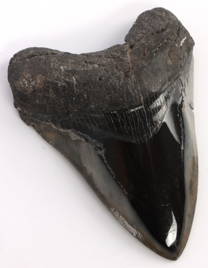 5 INCH PREHISTORIC MEGALODON FOSSIL SHARK TOOTH