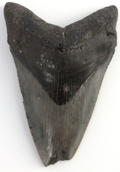 5 INCH PREHISTORIC MEGALODON FOSSIL SHARK TOOTH
