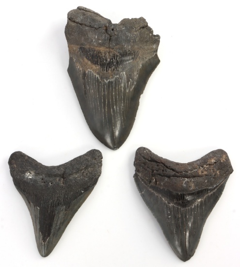 3 PREHISTORIC MEGALODON FOSSIL SHARK TOOTH LOT