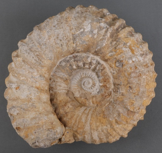 LARGE PREHISTORIC RIBBED AMMONITE FOSSIL