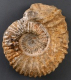 LARGE PREHISTORIC RIBBED AMMONITE FOSSIL