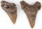 2 PREHISTORIC MEGALODON FOSSIL SHARK TOOTH LOT