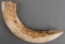10 INCH AFRICAN WARTHOG TUSK