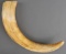 12 INCH ANTIQUE IVORY WARTHOG TUSK