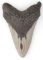 4.75 INCH FOSSIL MEGALODON GIANT SHARK TOOTH