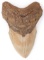 4.9 INCH FOSSIL MEGALODON GIANT SHARK TOOTH