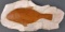 UNKNOWN TYPE OF FISH FOSSIL