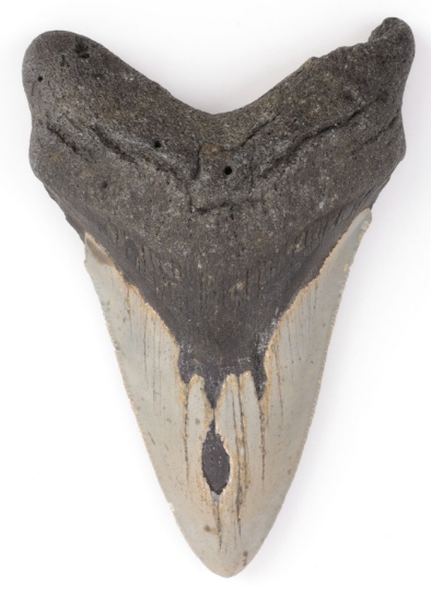 4.75 INCH FOSSIL MEGALODON GIANT SHARK TOOTH