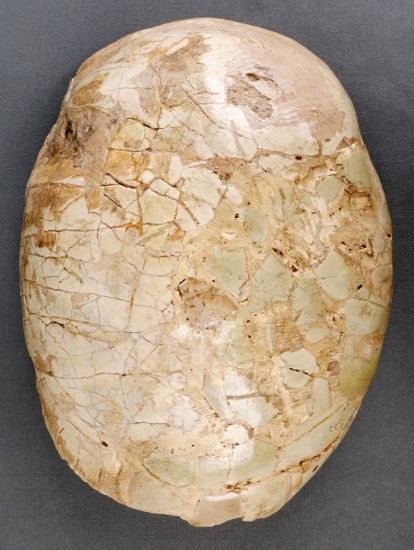 UNKNOWN FOSSILIZED TORTOISE SHELL
