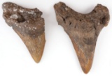 2 PREHISTORIC MEGALODON FOSSIL SHARK TOOTH LOT