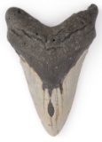 4.75 INCH FOSSIL MEGALODON GIANT SHARK TOOTH