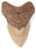 4.9 INCH FOSSIL MEGALODON GIANT SHARK TOOTH