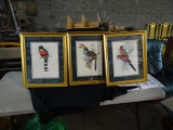 3 Exotic Bird Prints
