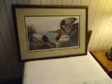 Canvas Backed Duck print-3' long x 27