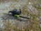 Poulan Chainsaw-9