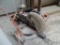 Klingspor Mitre Saw-96 teeth