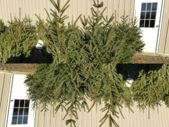 5- black hill spruce potted trees (5x times the money)