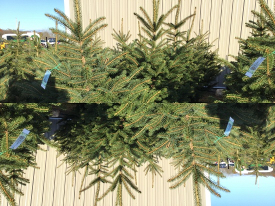 5-meyers spruce potted trees (5x times the money)
