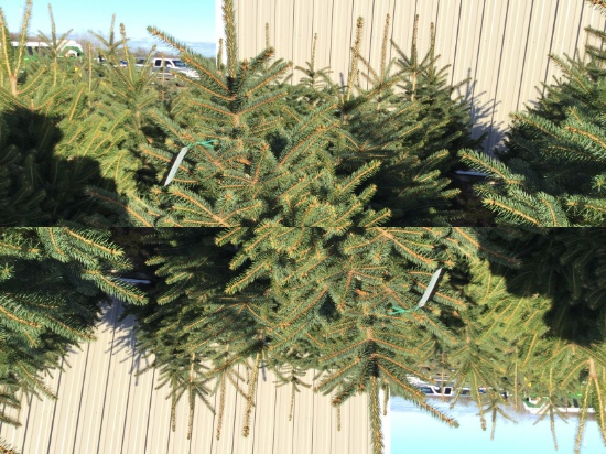 5- colorado spruce potted trees (5xtimes the money)