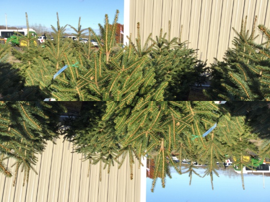 5-colorado spruce potted trees (5xtimes the money)