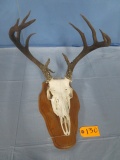 MOUNTED ANIMAL SKULL