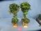 PAIR OF TOPIARY TREES  18