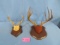 2 MOUNTED DEER RACKS