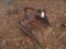 DIRT PAN