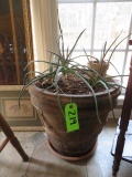POTTED ALOE PLANT