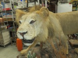 LARGE AFRICAN MALE LION MOUNTED ON ROLLING CART
