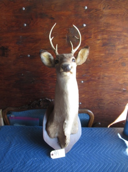 deer mount  32"