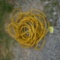 DROP CORD