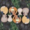MUSICAL INSTRUMENTS