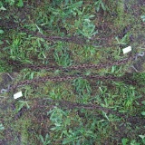 9 & 10 FT. LOG CHAINS W/ HOOKS