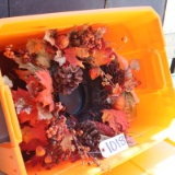 NEW FALL FLOWERS