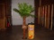Juicy Juice cooler 36x17 and Corona palm tree 96” high Local pickup only