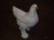 French Faiance Chicken 20” tall 2 pics