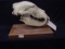Grizzly Bear Skull mounted on stand
