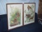 2 Audubon Prints, Meadow Lark, & Carolina Turtle Dove