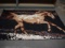 Horse Area Rug, 63