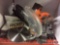 RIDGID 12? in .Dual Bevel Sliding Miter Saw R422