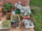 Assorted Planters With Plants (LPO)