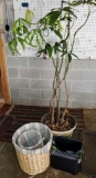 Potted Tree, (2) Baskets and Cooler Bag (LPO)