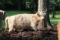 Highland White w/ Green Cow