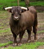 Highland Big Bull