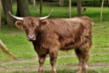 Highland Brindle Cow