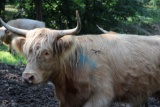 Highland White w/ Blue Cow