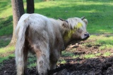 Highland White w/ Yellow Cow